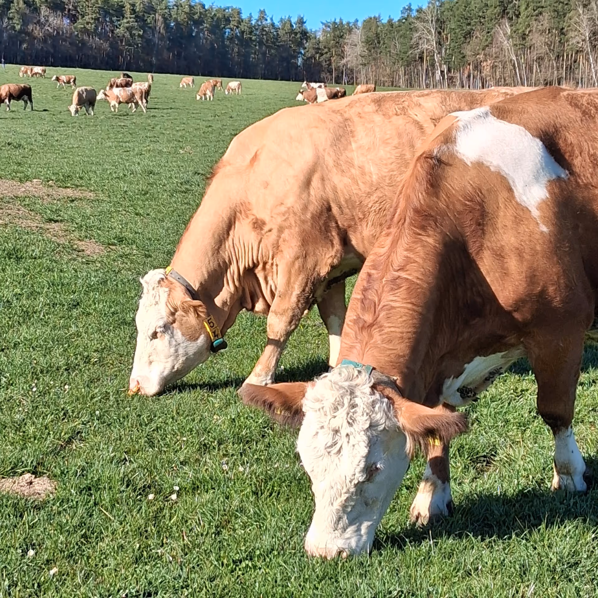 Rinder vom Rannahof auf der Weide