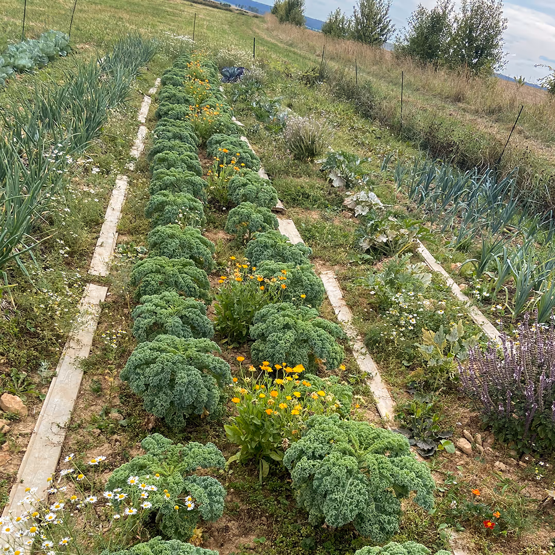 Gemüsebeete des Rannahofs mit Grünkohl, Kräutern und Blumen im Freilandanbau