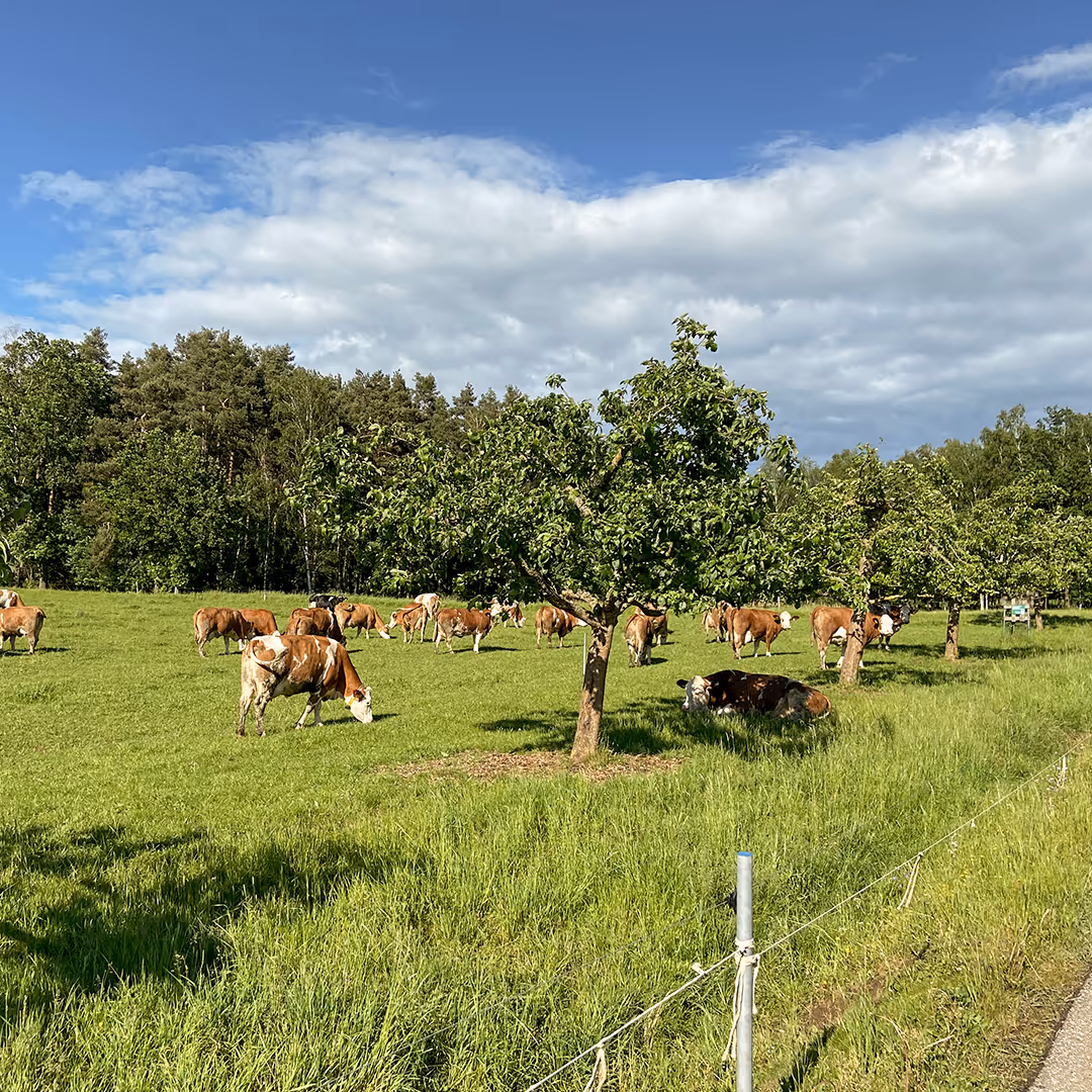 Rinderherde auf der Weide am Rannahof – glückliche Tiere für beste Fleischqualität